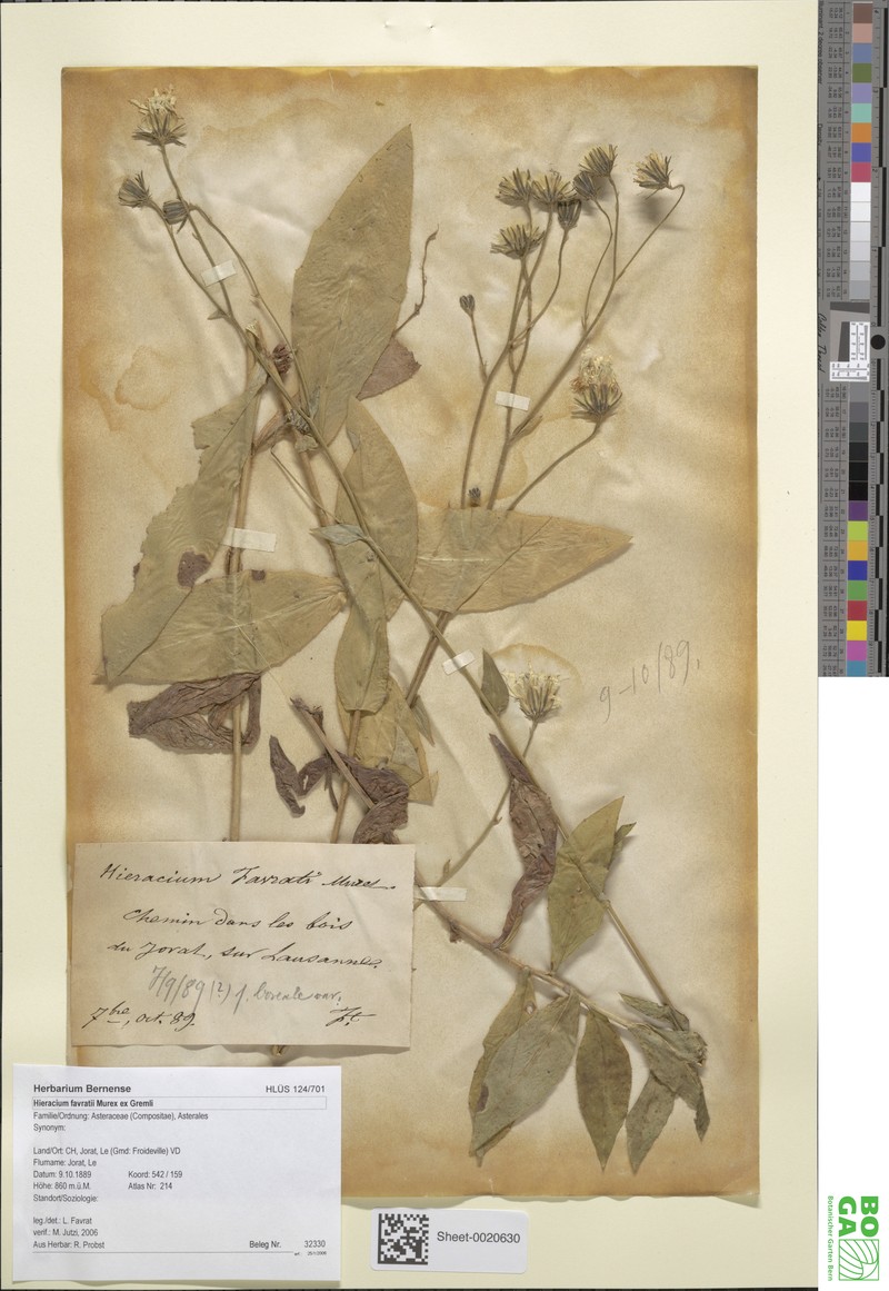 Hieracium favratii photo 2