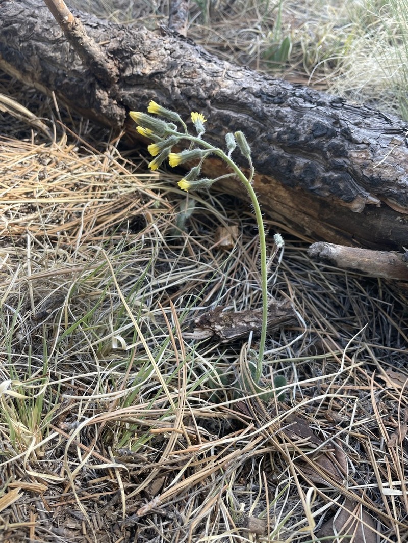 Yellow Hawkweed photo 2