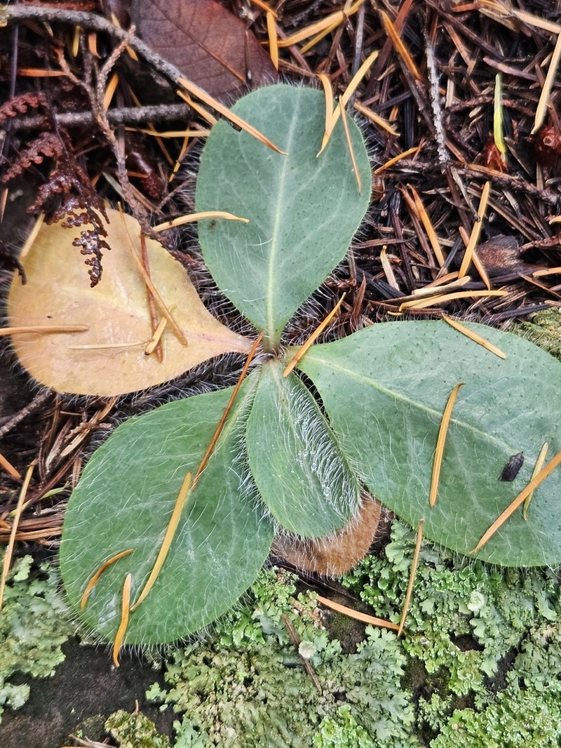 Yellow Hawkweed photo 3