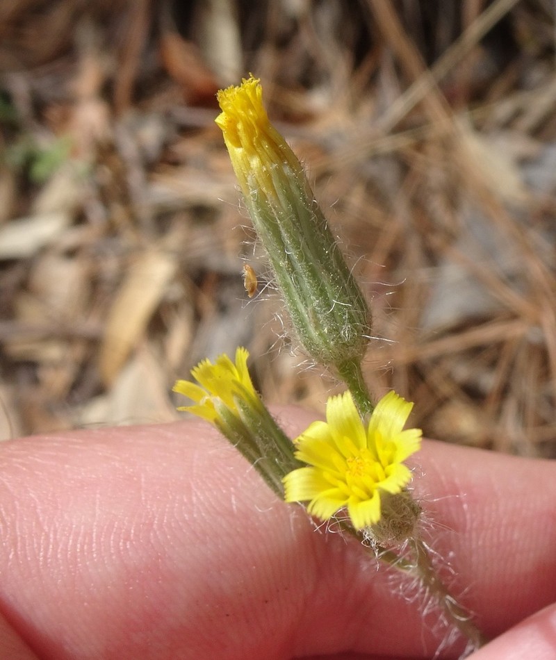 Yellow Hawkweed photo 4