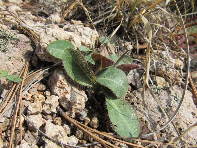 Yellow Hawkweed photo 6