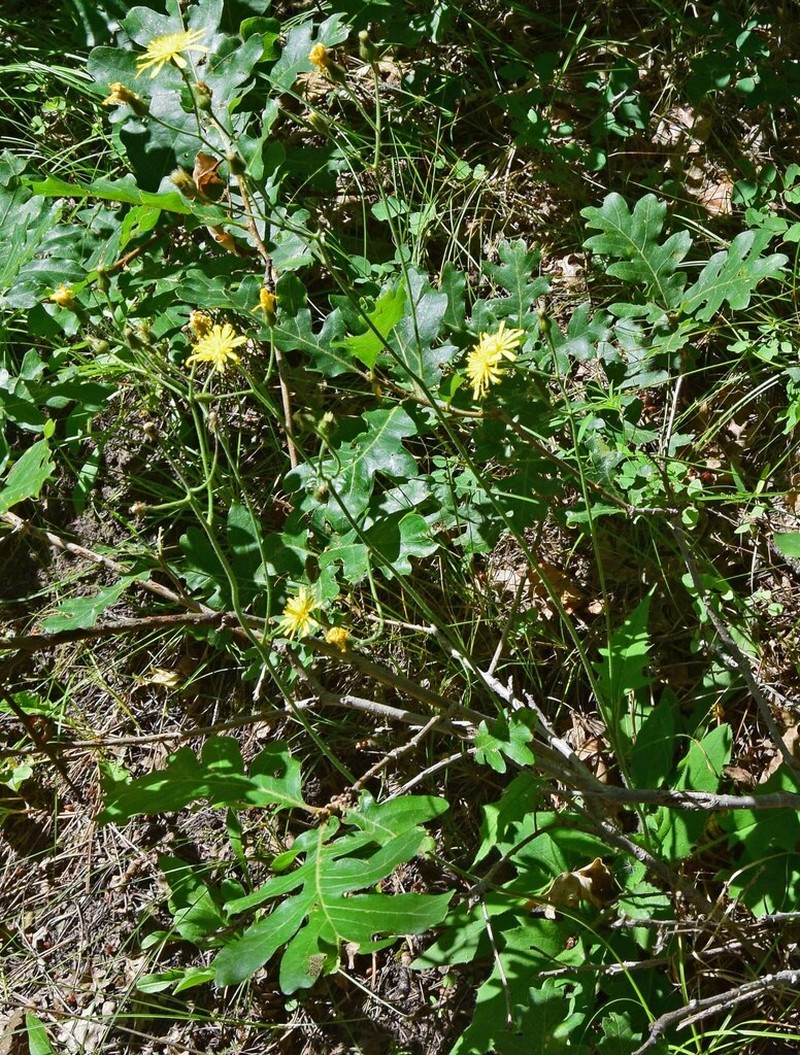Yellow Hawkweed photo 7