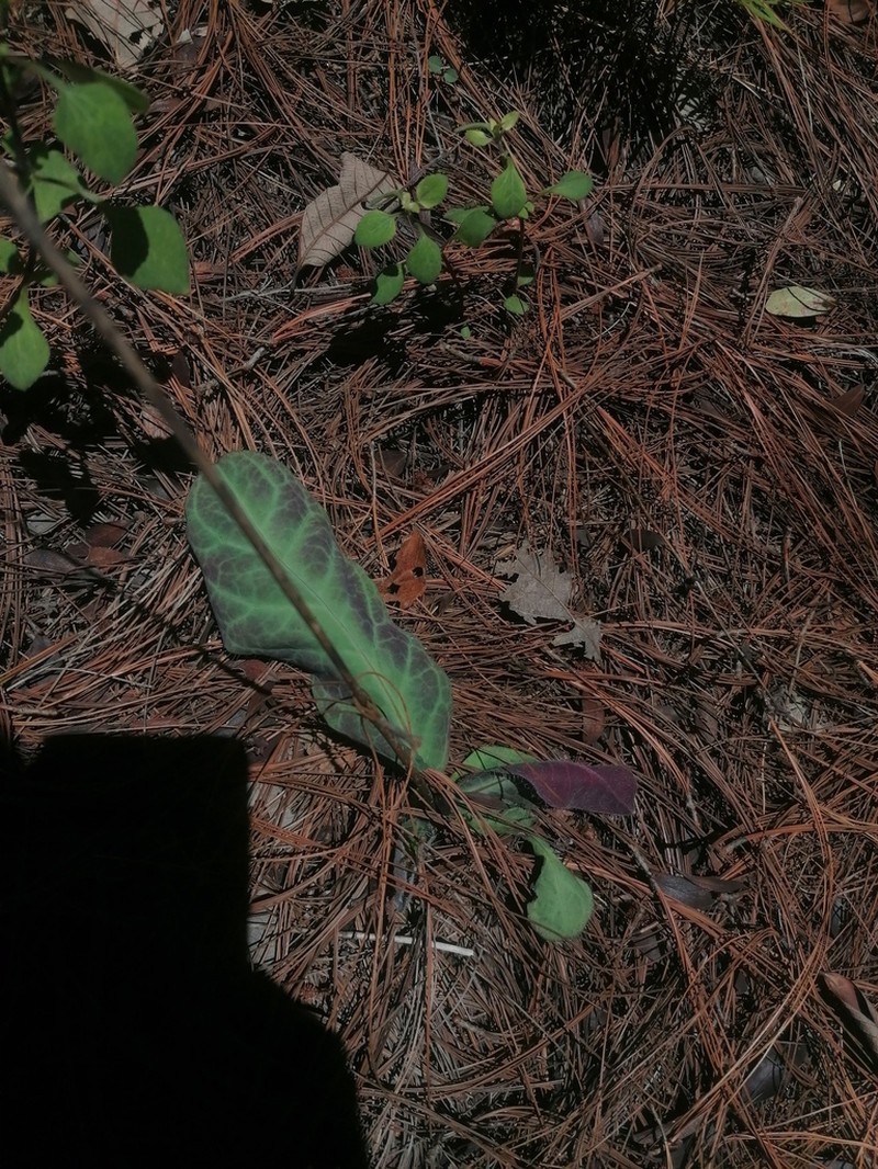 Yellow Hawkweed photo 8