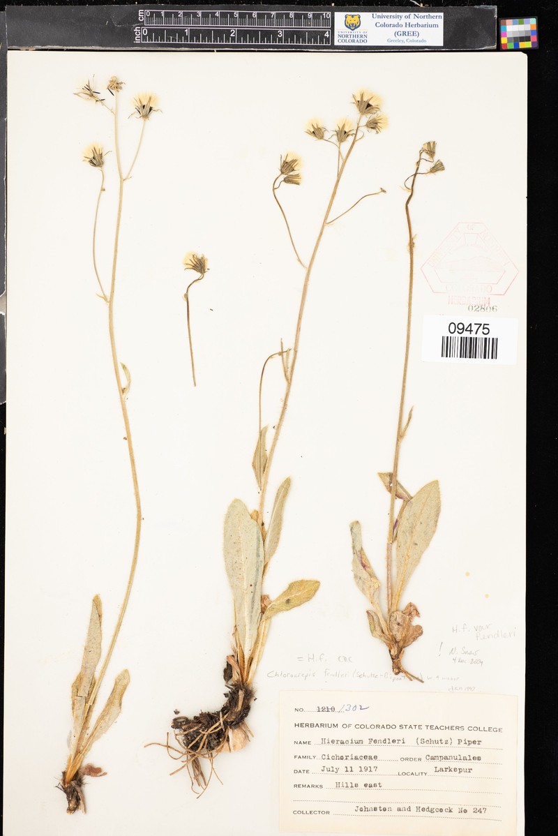 Hieracium fendleri subsp. fendleri