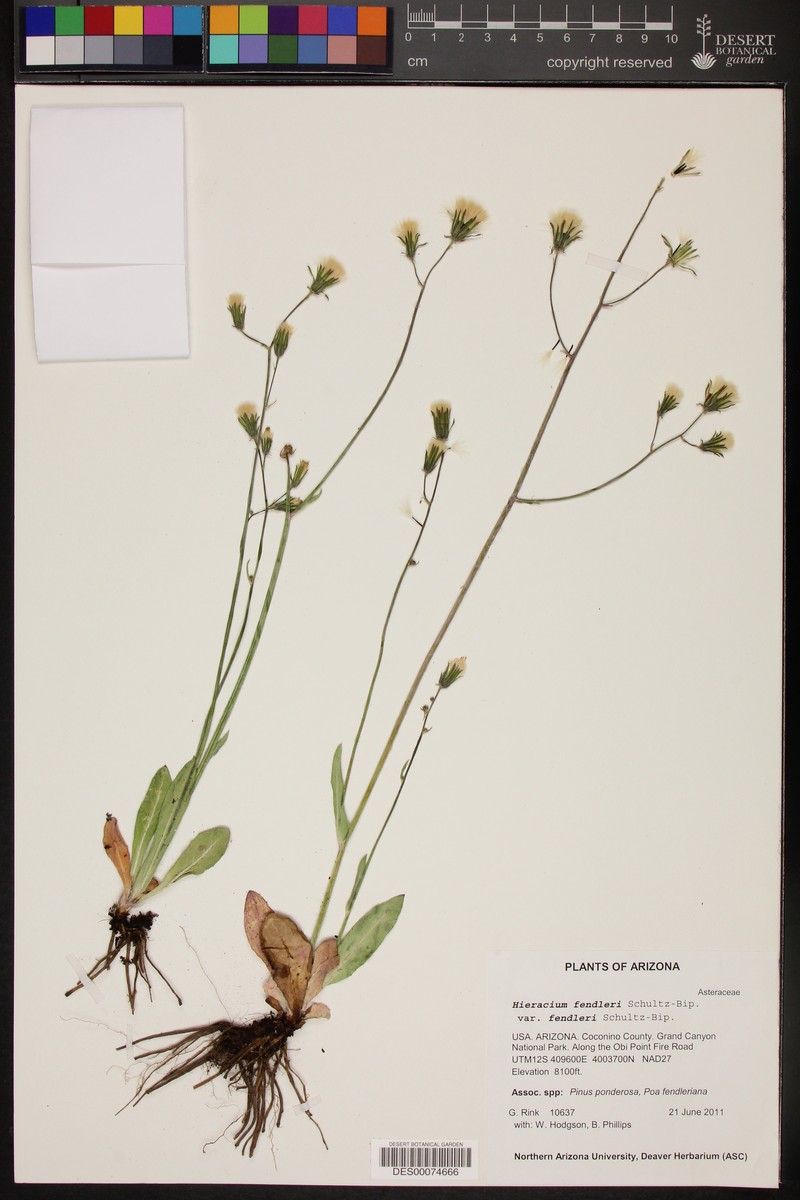 Hieracium fendleri subsp. fendleri photo 2