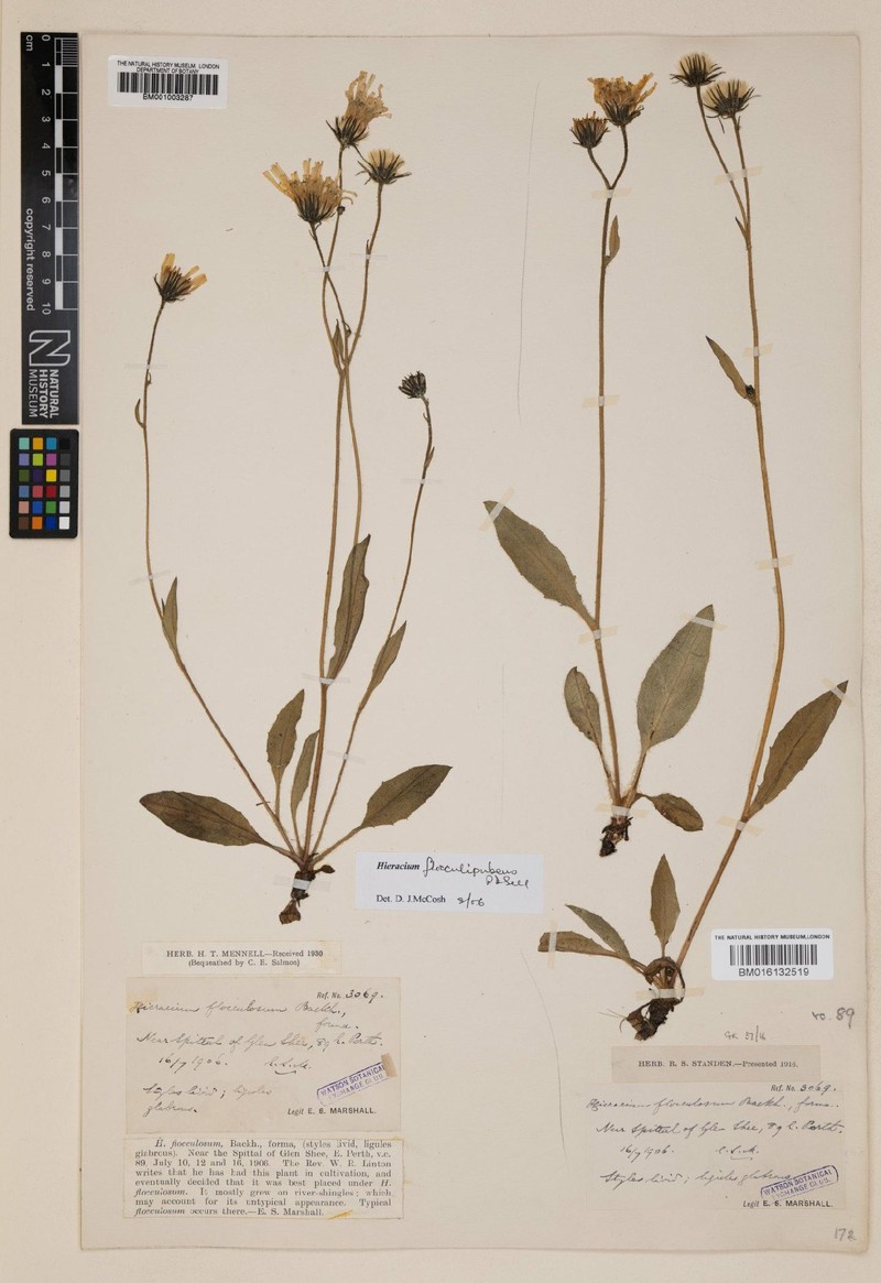 Hieracium flocculipubens