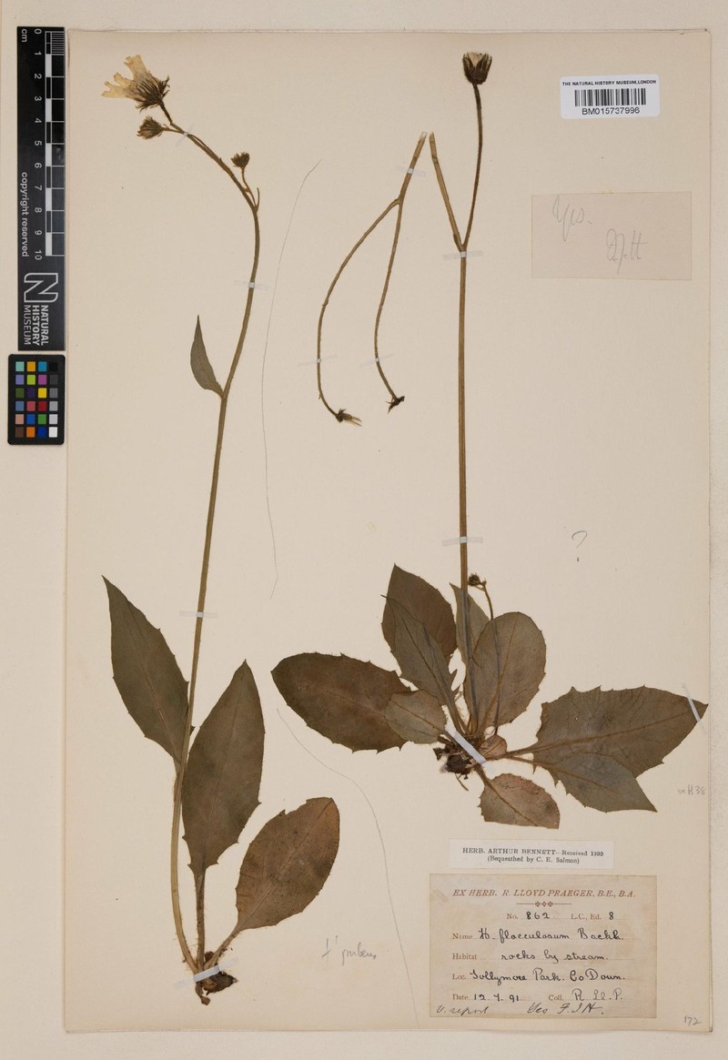 Hieracium flocculipubens photo 2