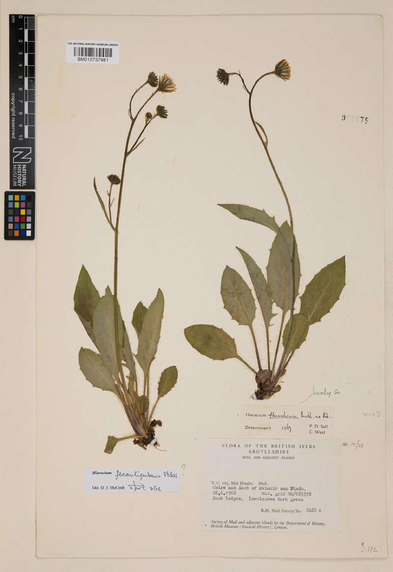 Hieracium flocculipubens photo 3