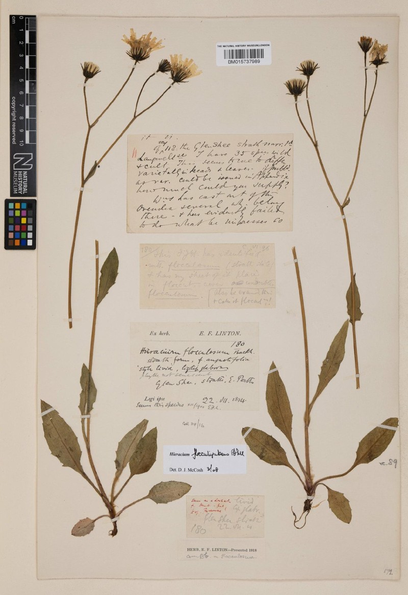 Hieracium flocculipubens photo 4