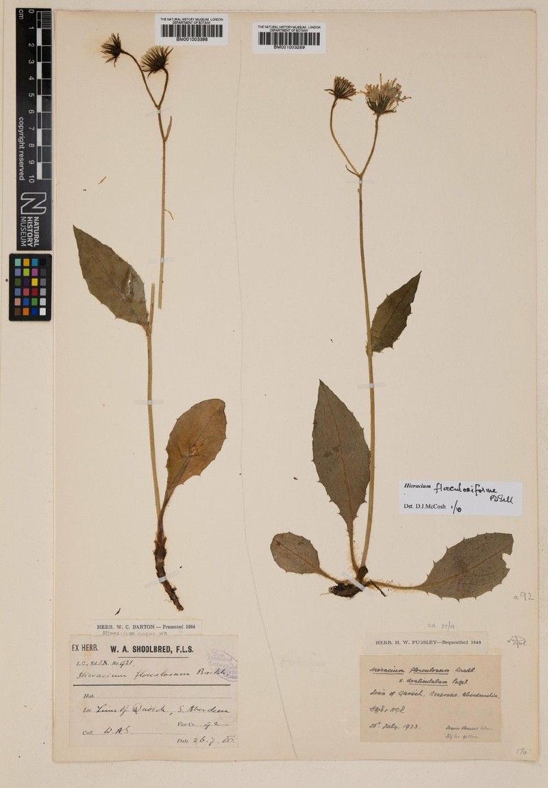 Hieracium flocculosiforme