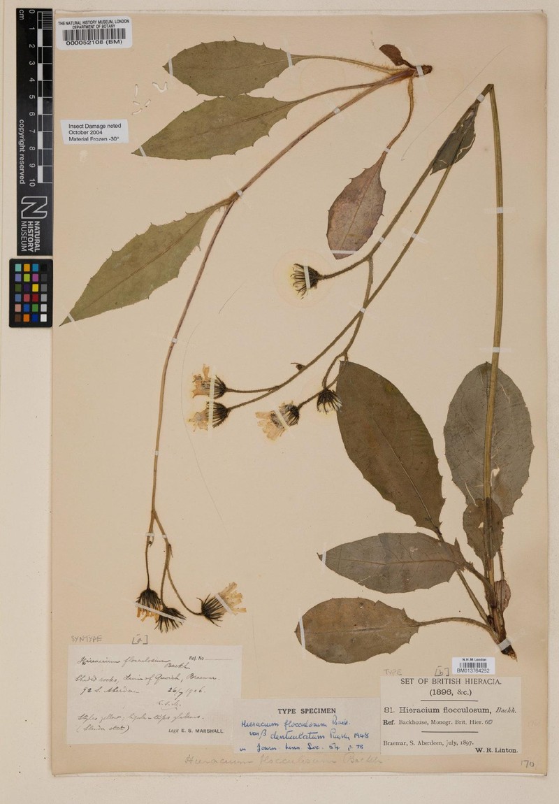 Hieracium flocculosiforme photo 2