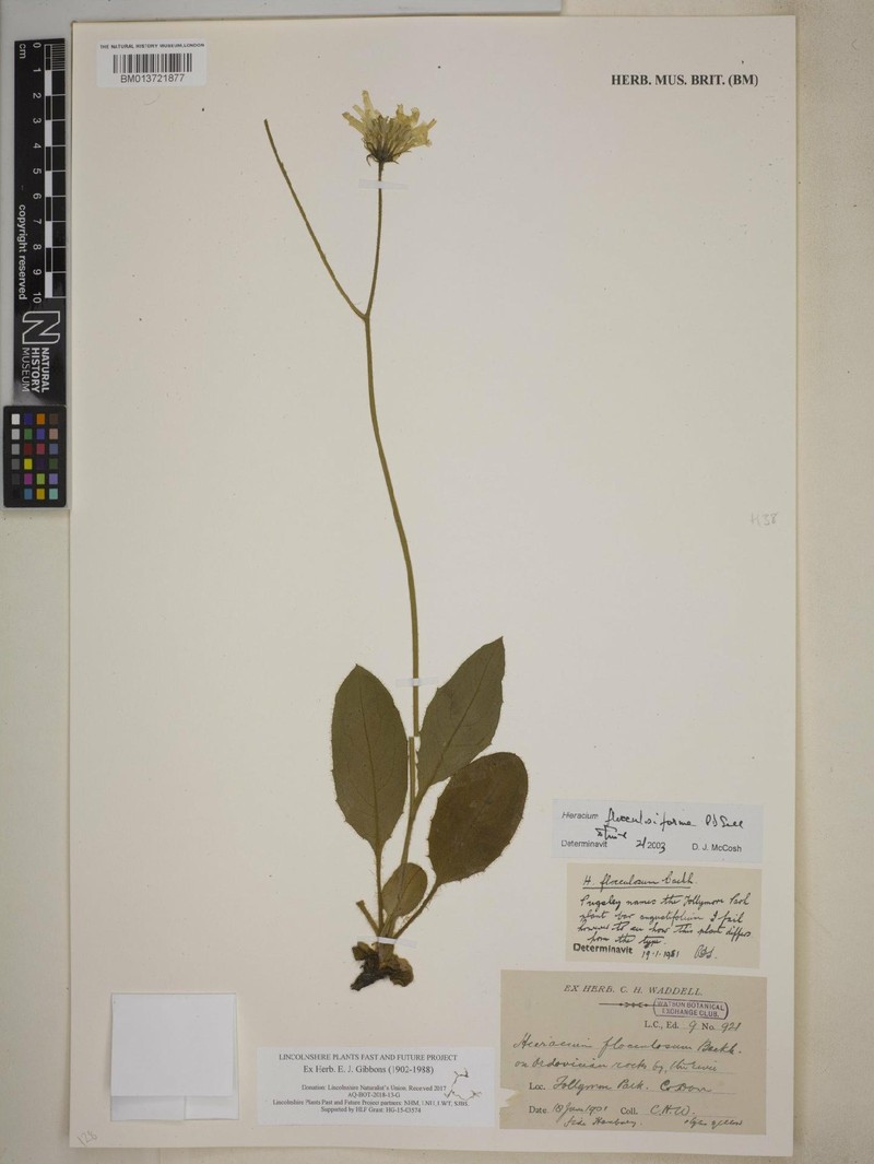 Hieracium flocculosiforme photo 3