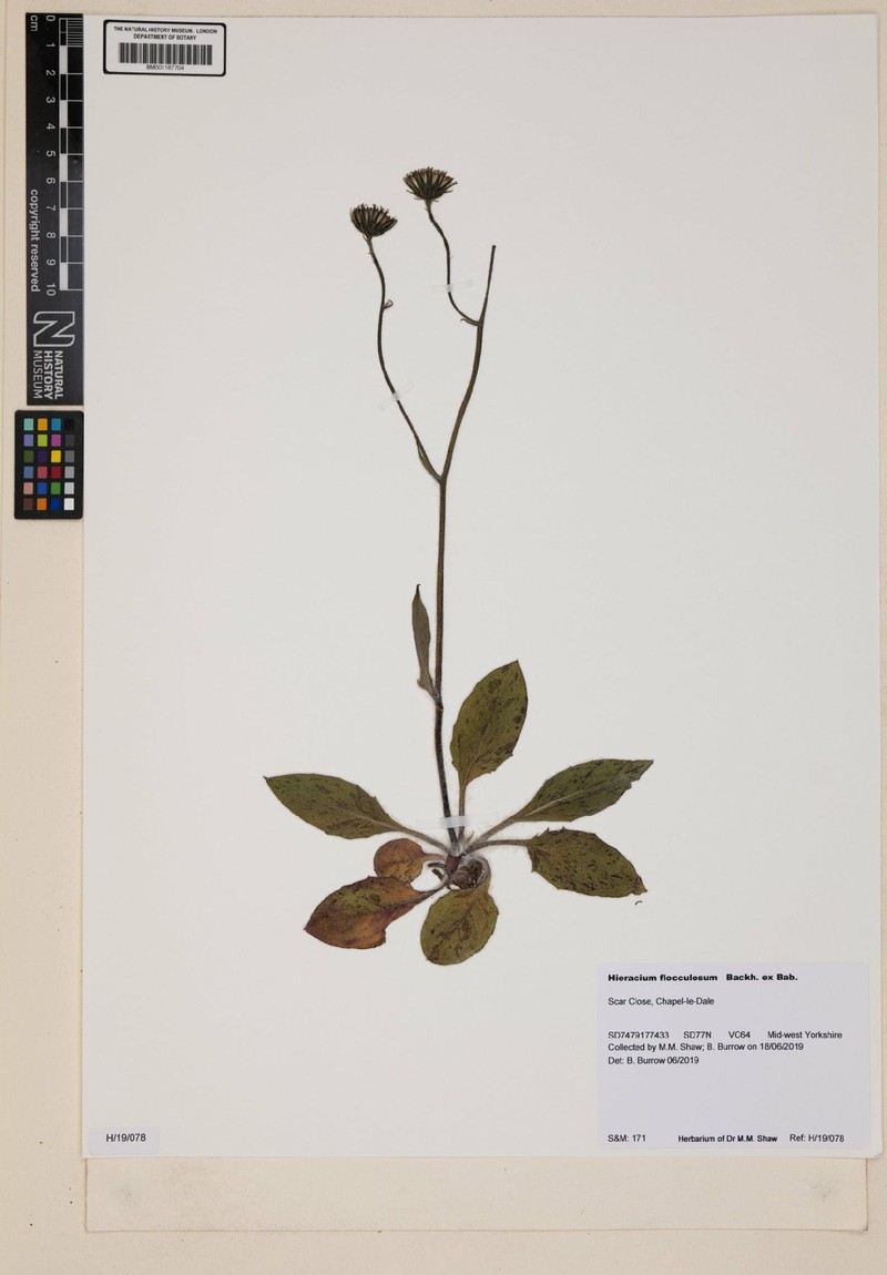Hieracium flocculosum