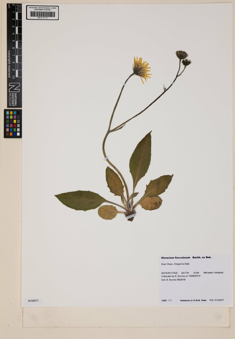 Hieracium flocculosum photo 2