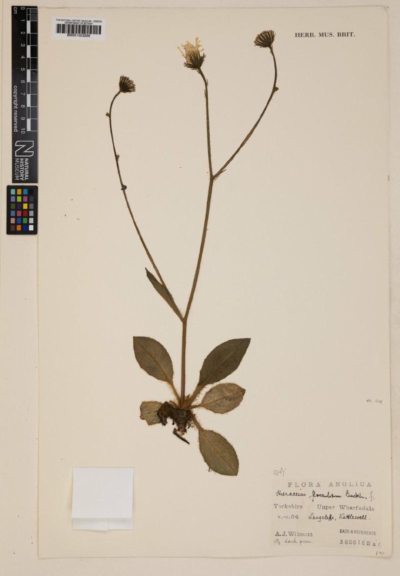 Hieracium flocculosum photo 3