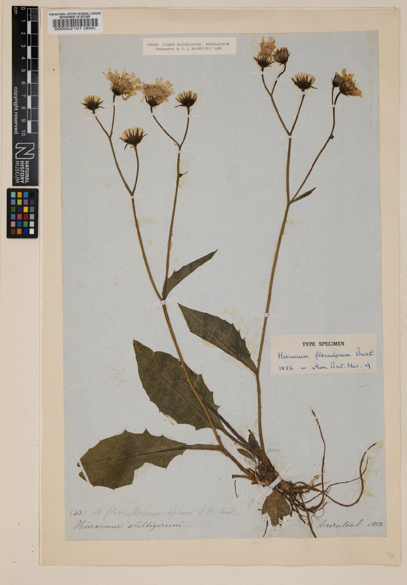 Hieracium flocculosum photo 4
