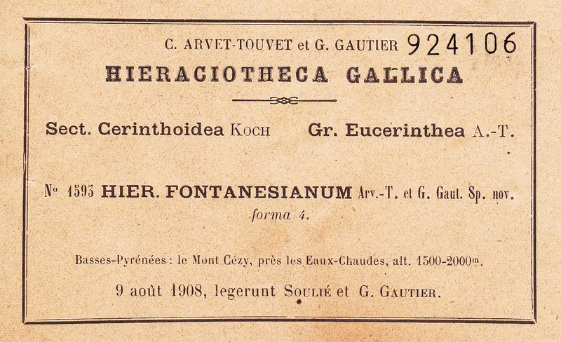Hieracium fontanesianum