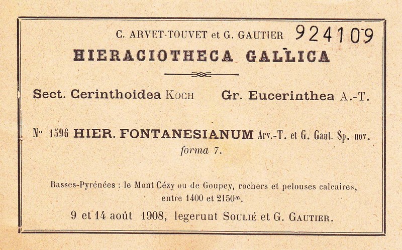 Hieracium fontanesianum photo 2