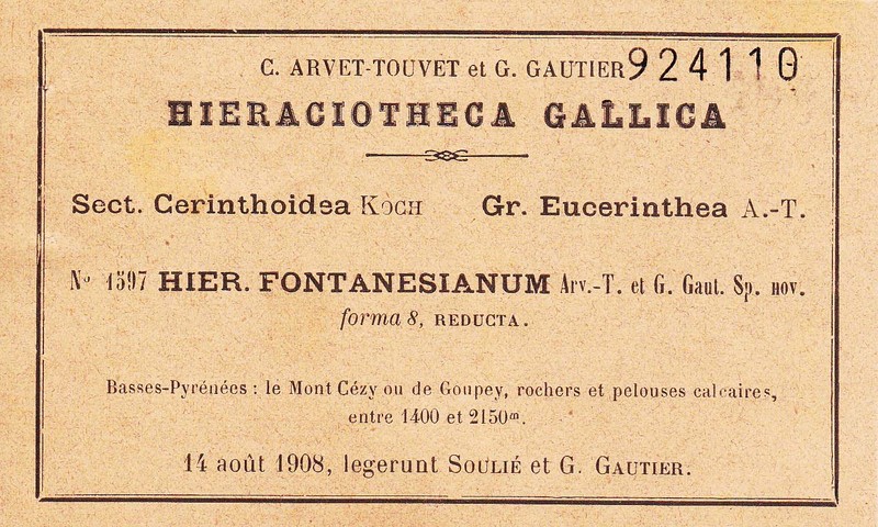 Hieracium fontanesianum photo 3
