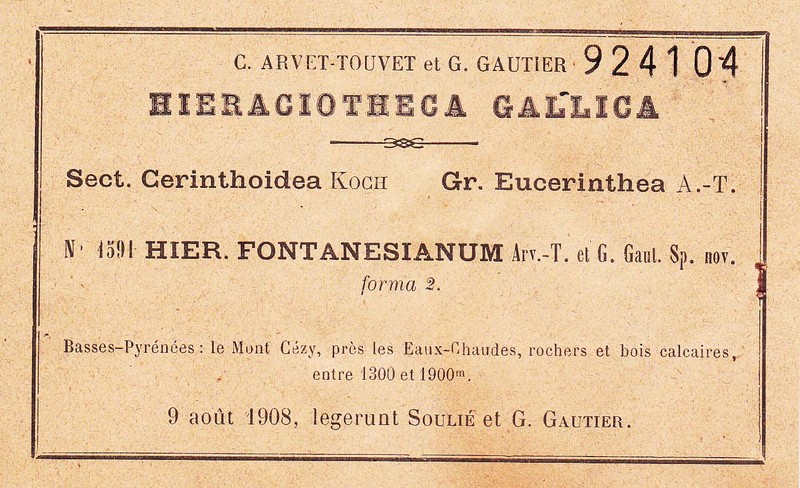 Hieracium fontanesianum photo 4