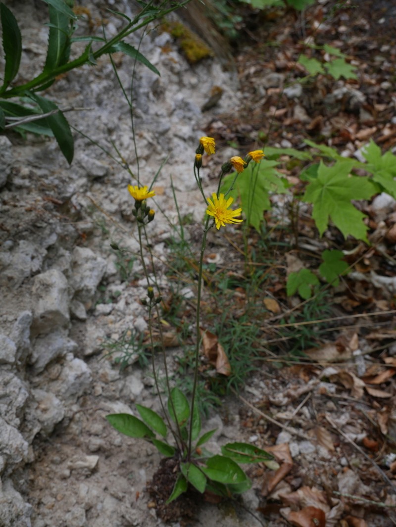 Hieracium franconicum