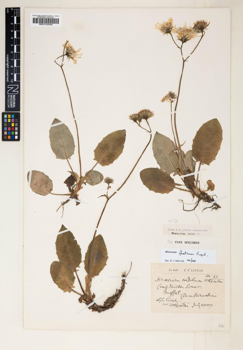 Hieracium fratrum