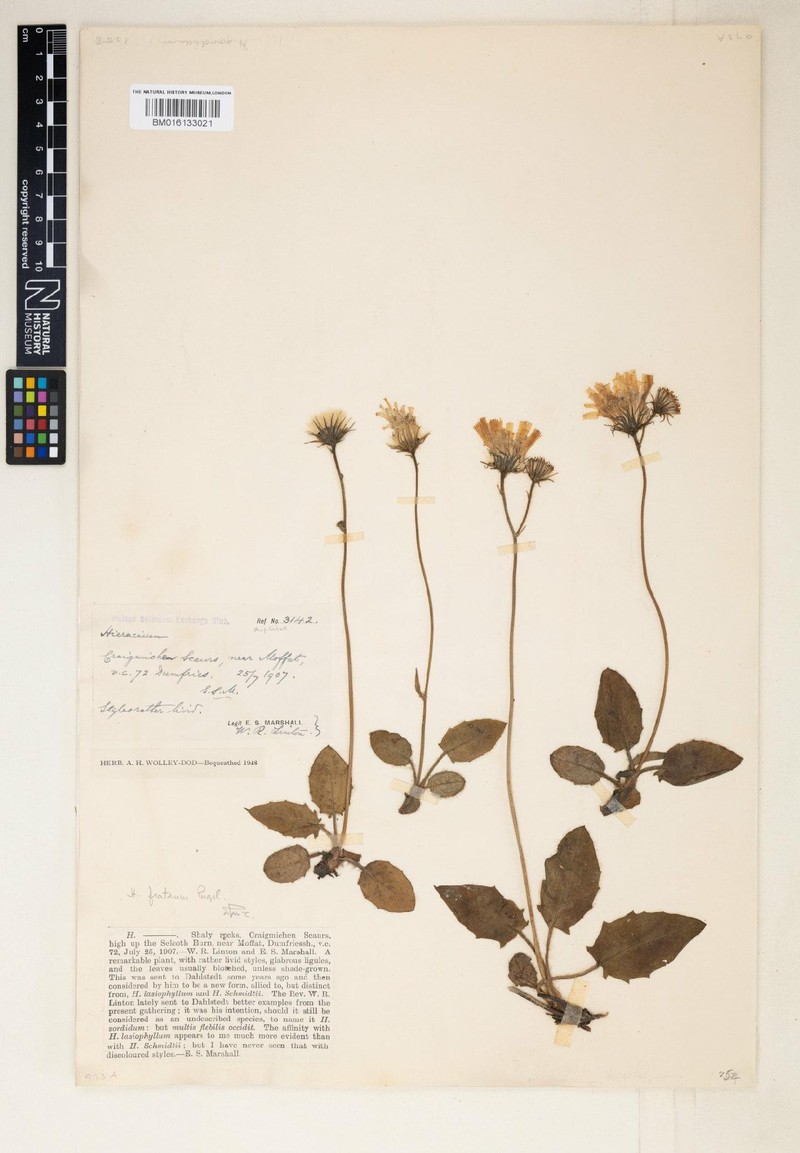 Hieracium fratrum photo 2