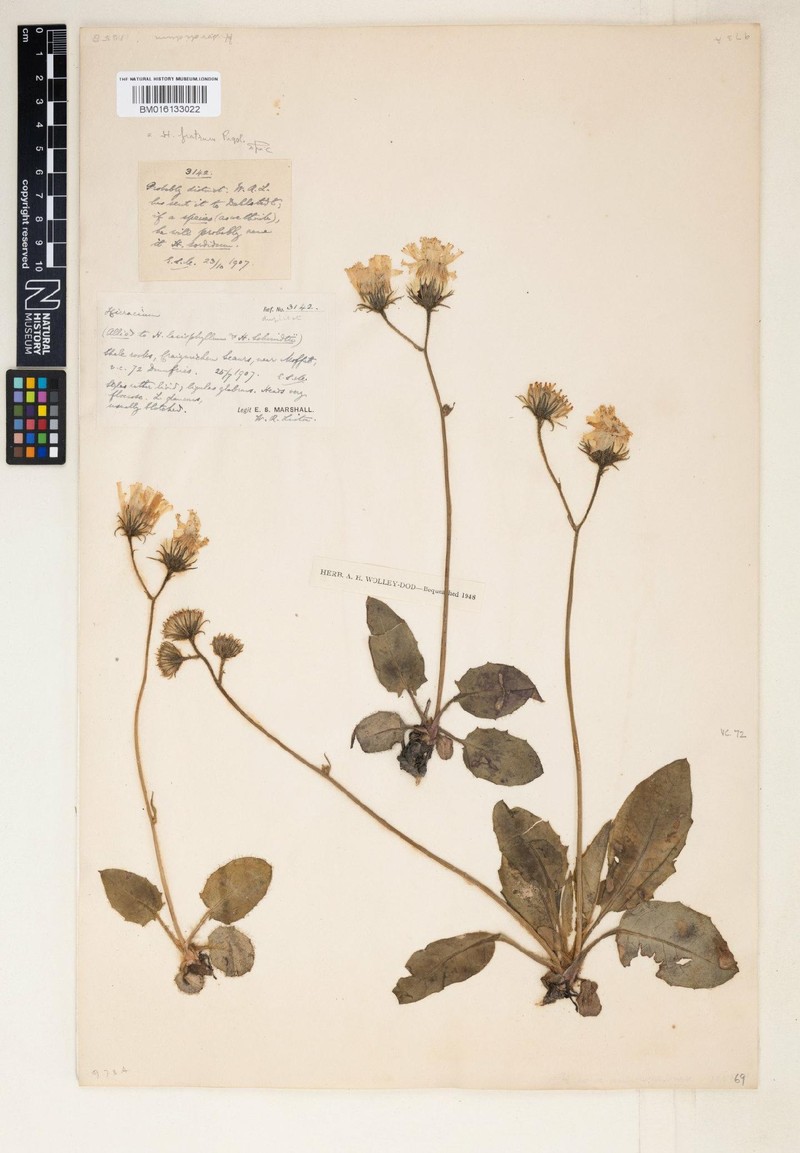 Hieracium fratrum photo 3