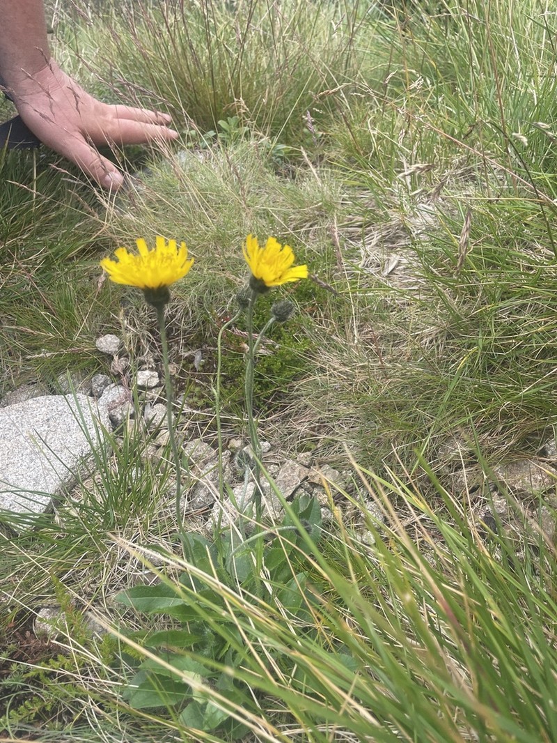 Hieracium fritzei