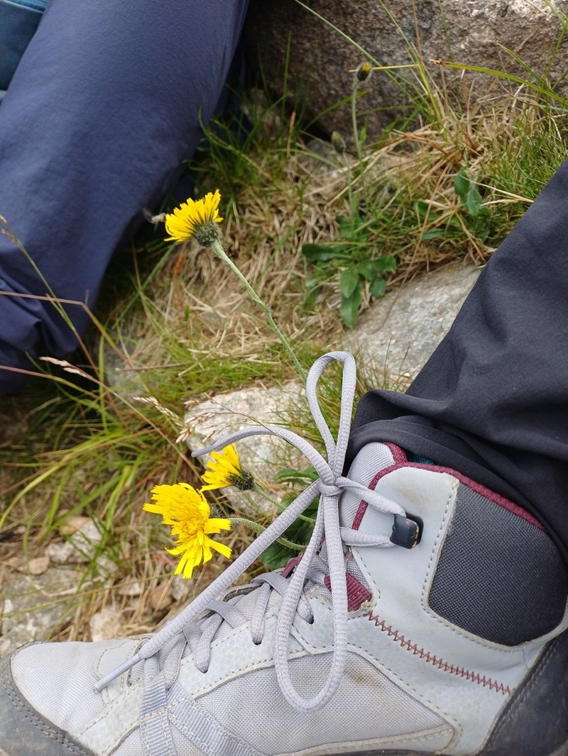 Hieracium fritzei photo 2