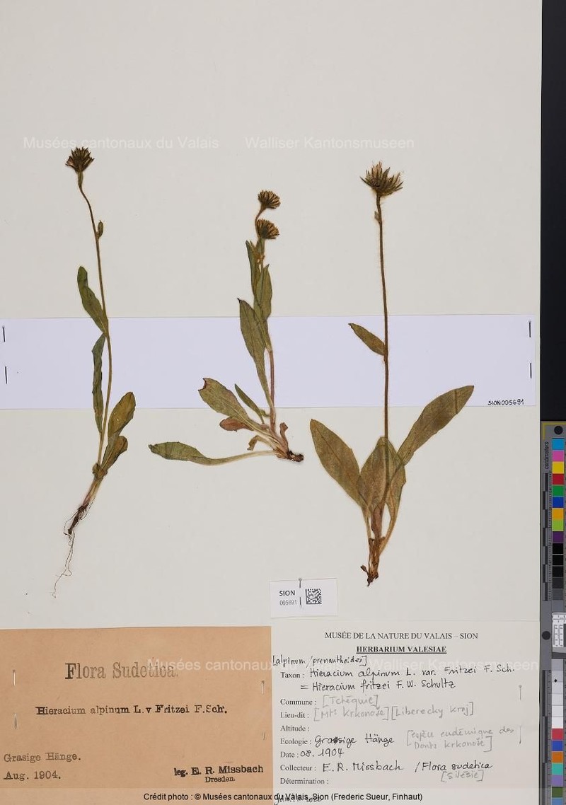 Hieracium fritzei photo 3