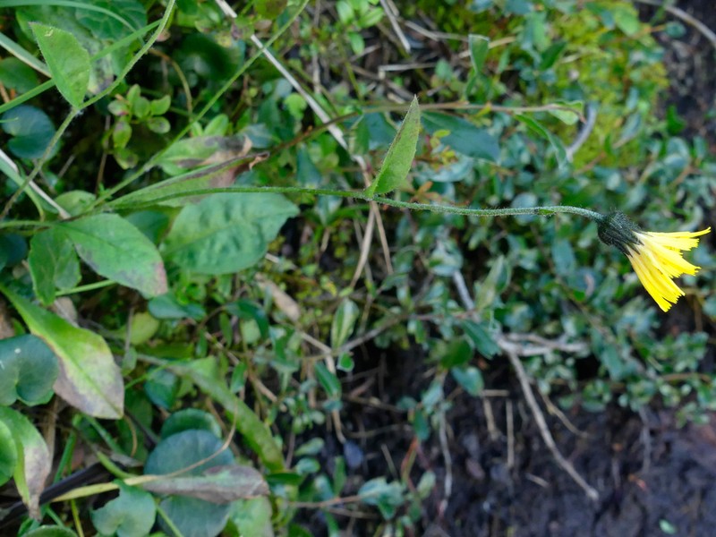 Hieracium froelichianum