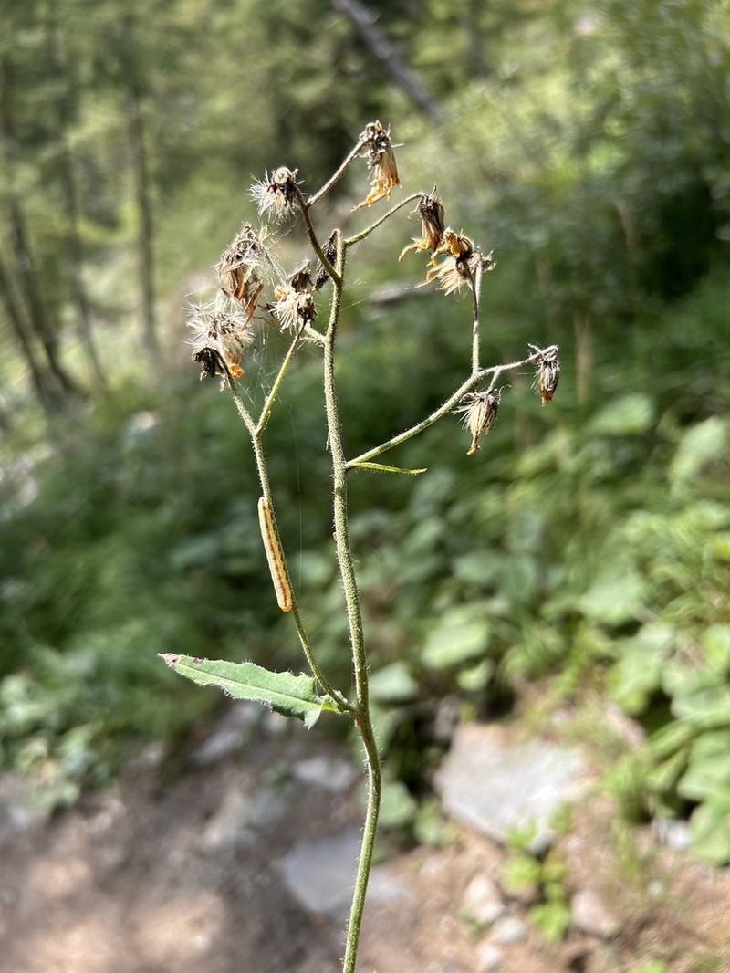 Hieracium froelichianum photo 2