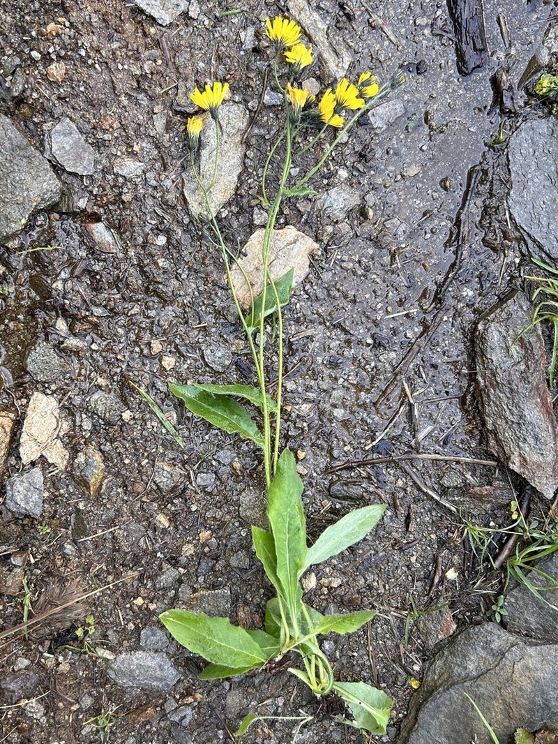 Hieracium froelichianum photo 3