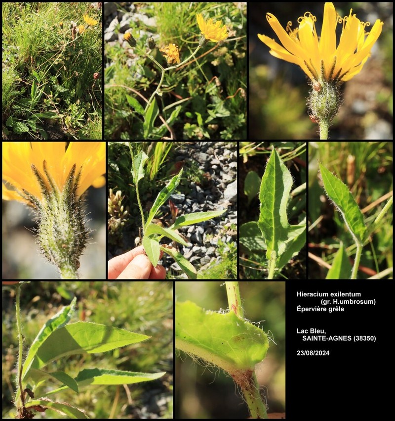 Hieracium froelichianum photo 4