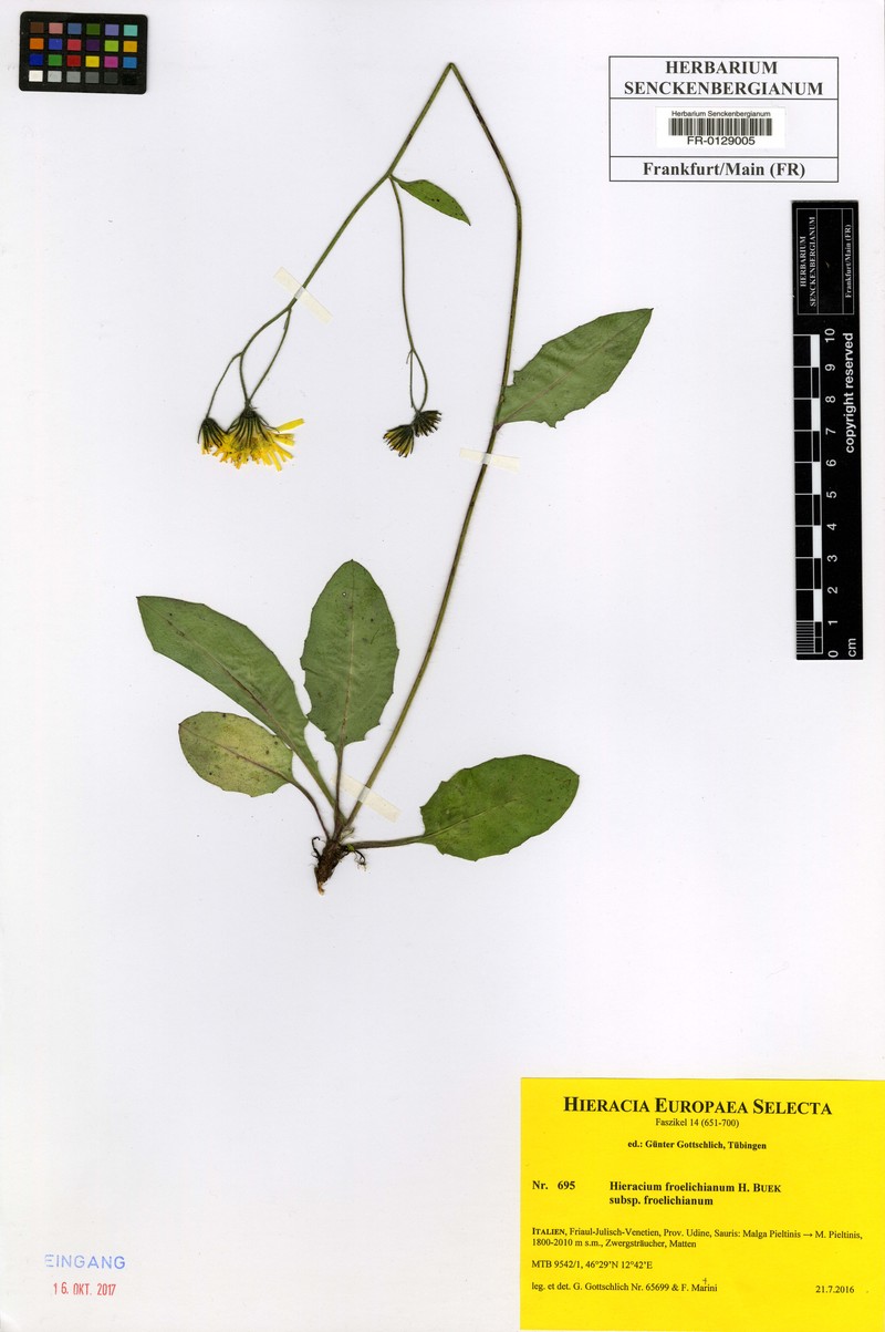 Hieracium froelichianum photo 5