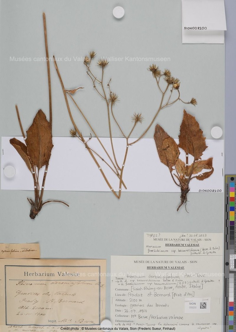 Hieracium froelichianum subsp. beauverdianum