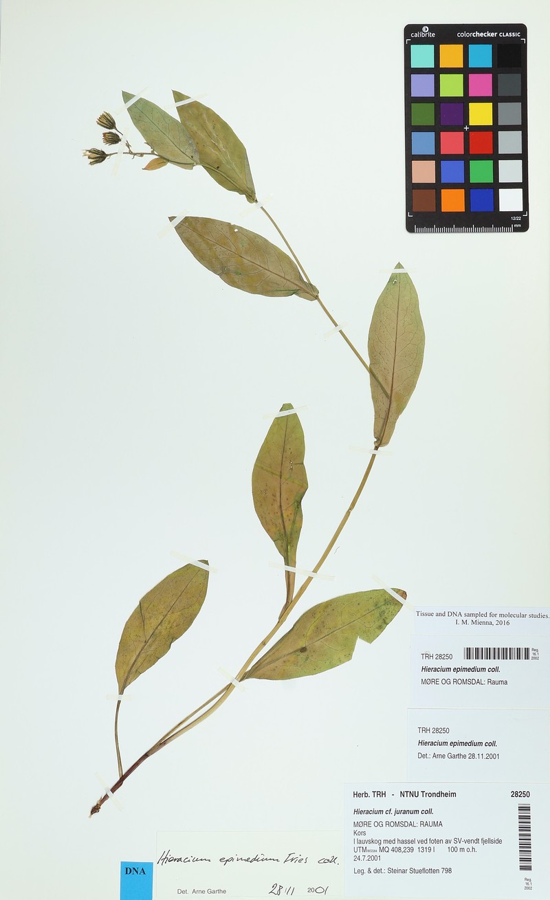 Hieracium froelichianum subsp. epimedium