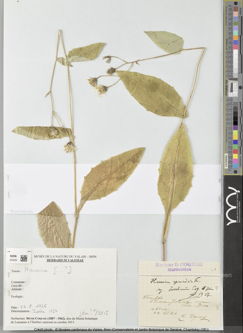 Hieracium froelichianum subsp. epimedium photo 2