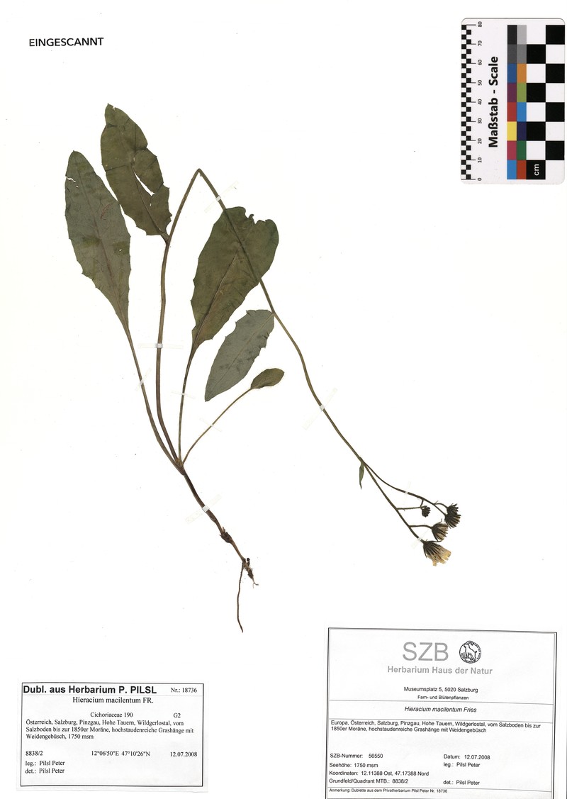 Hieracium froelichianum subsp. froelichianum photo 2