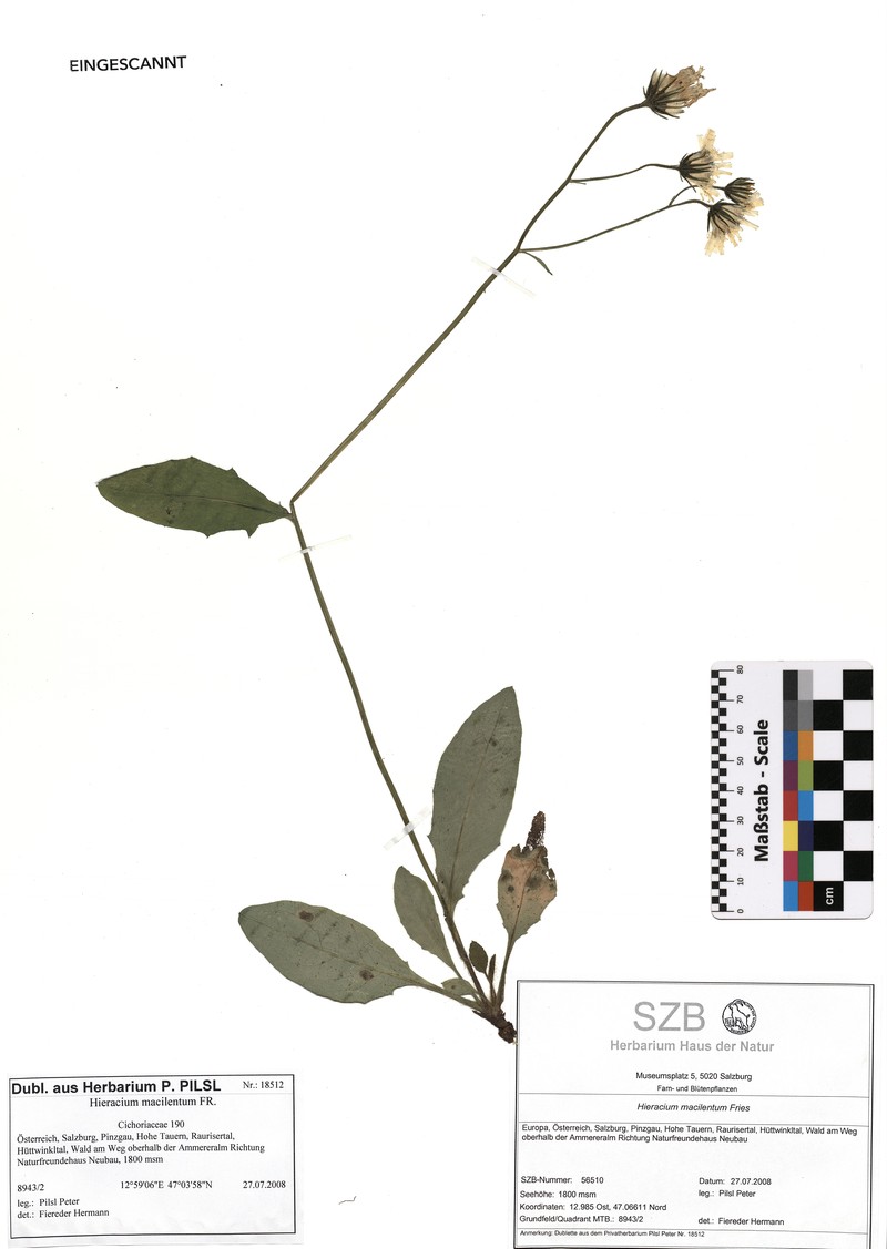 Hieracium froelichianum subsp. froelichianum photo 3