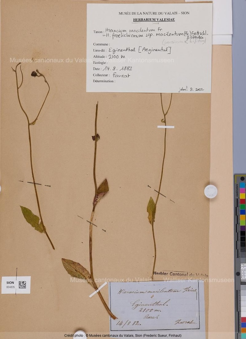 Hieracium froelichianum subsp. macilentum