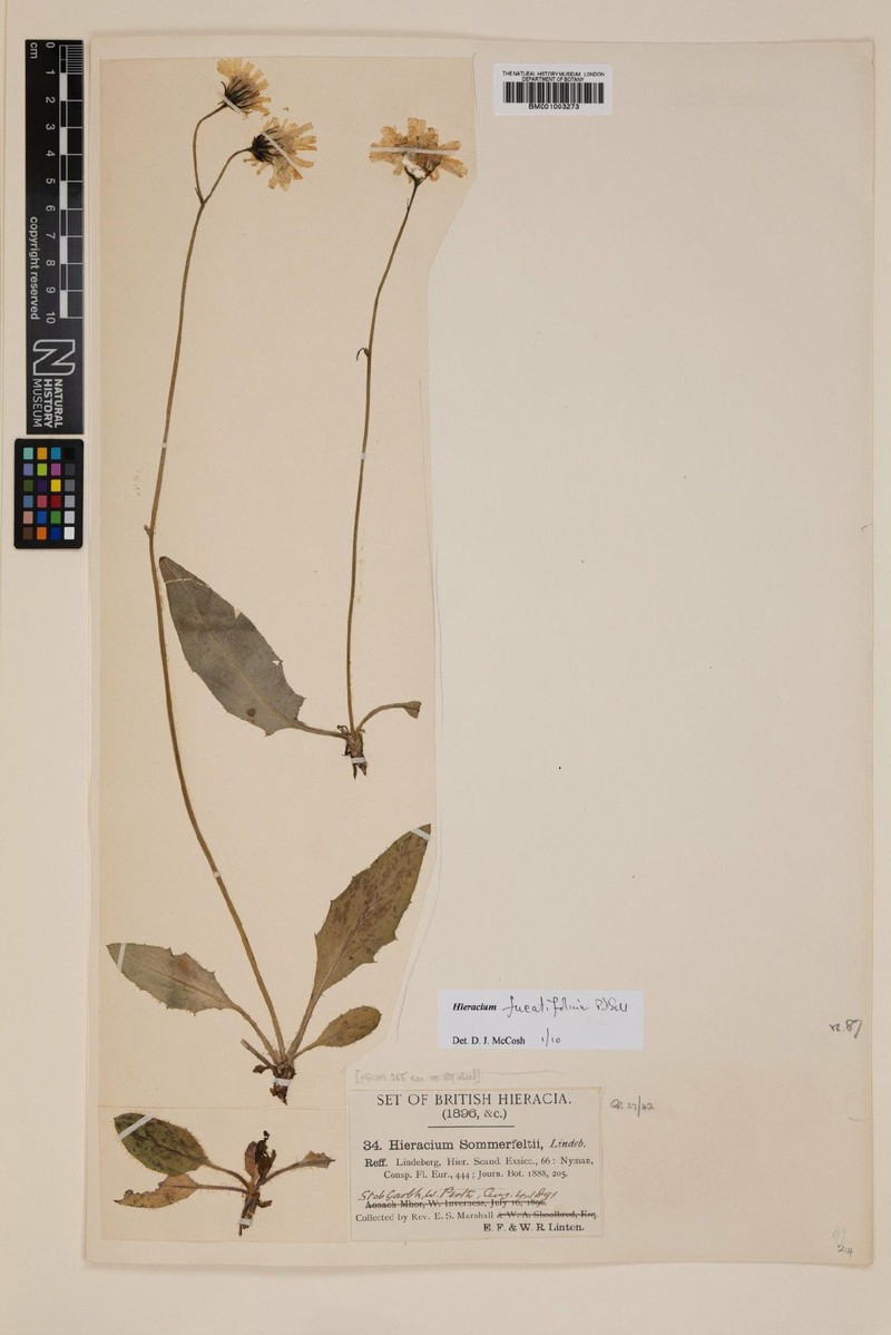 Hieracium fucatifolium