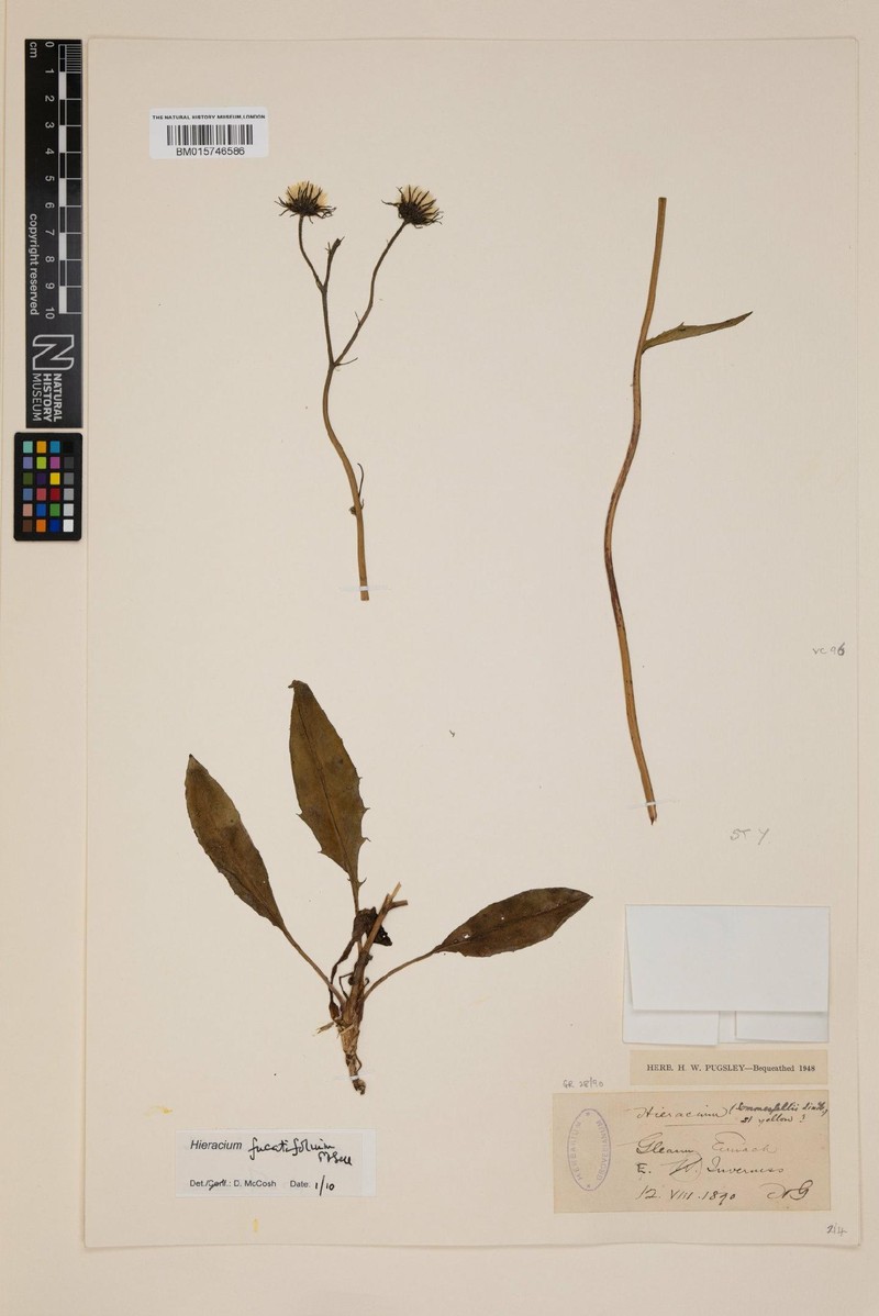 Hieracium fucatifolium photo 2