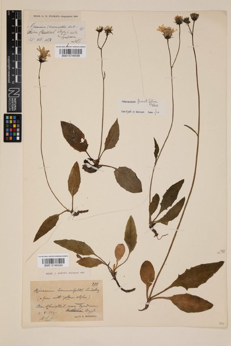 Hieracium fucatifolium photo 3