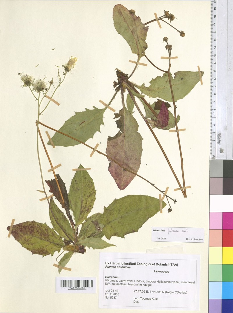 Hieracium fulvescens