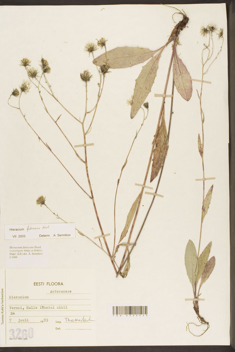 Hieracium fulvescens photo 2