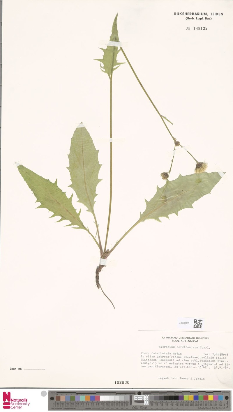 Hieracium fulvescens photo 3