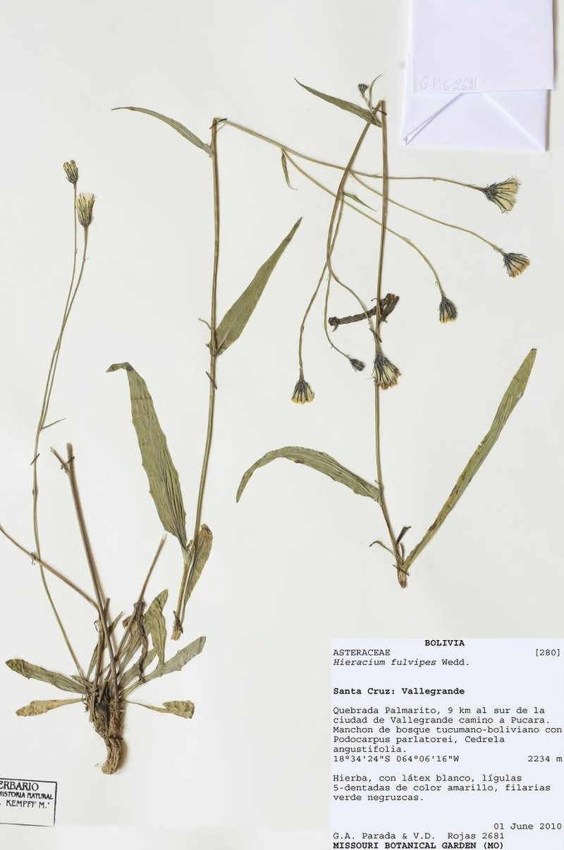 Hieracium fulvipes
