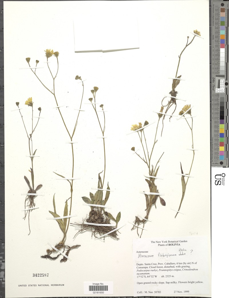 Hieracium fulvipes photo 2